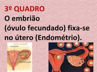 3º QUADRO O embrião  (óvulo fecundado) fixa-se no útero (Endométrio). 