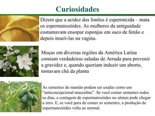 Curiosidades
Dizem que a acidez dos limões é espermicida – mata
os espermatozóides. As mulheres da antiguidade
costumavam ensopar esponjas em suco de limão e
depois inseri-las na vagina.
Moças em diversas regiões da América Latina
comiam verdadeiras saladas de Arruda para prevenir
a gravidez e, quando queriam induzir um aborto,
tomavam chá da planta
As sementes do mamão podem ser usadas como um
“anticoncepcional masculino”. Se você comer sementes todos
os dias, a contagem de espermatozóides no sêmen pode chegar
a zero. E, se você para de comer as sementes, a produção de
espermatozóides volta ao normal.
 