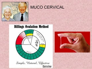 MUCO CERVICAL
 