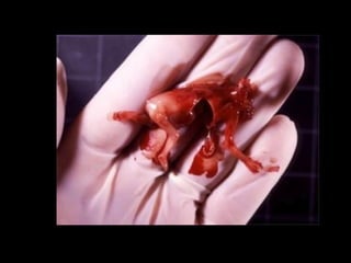 Planejamento noivos1