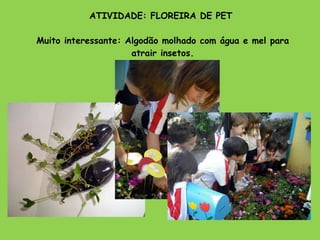 ATIVIDADE: FLOREIRA DE PET  Muito interessante: Algodão molhado com água e mel para atrair insetos. 