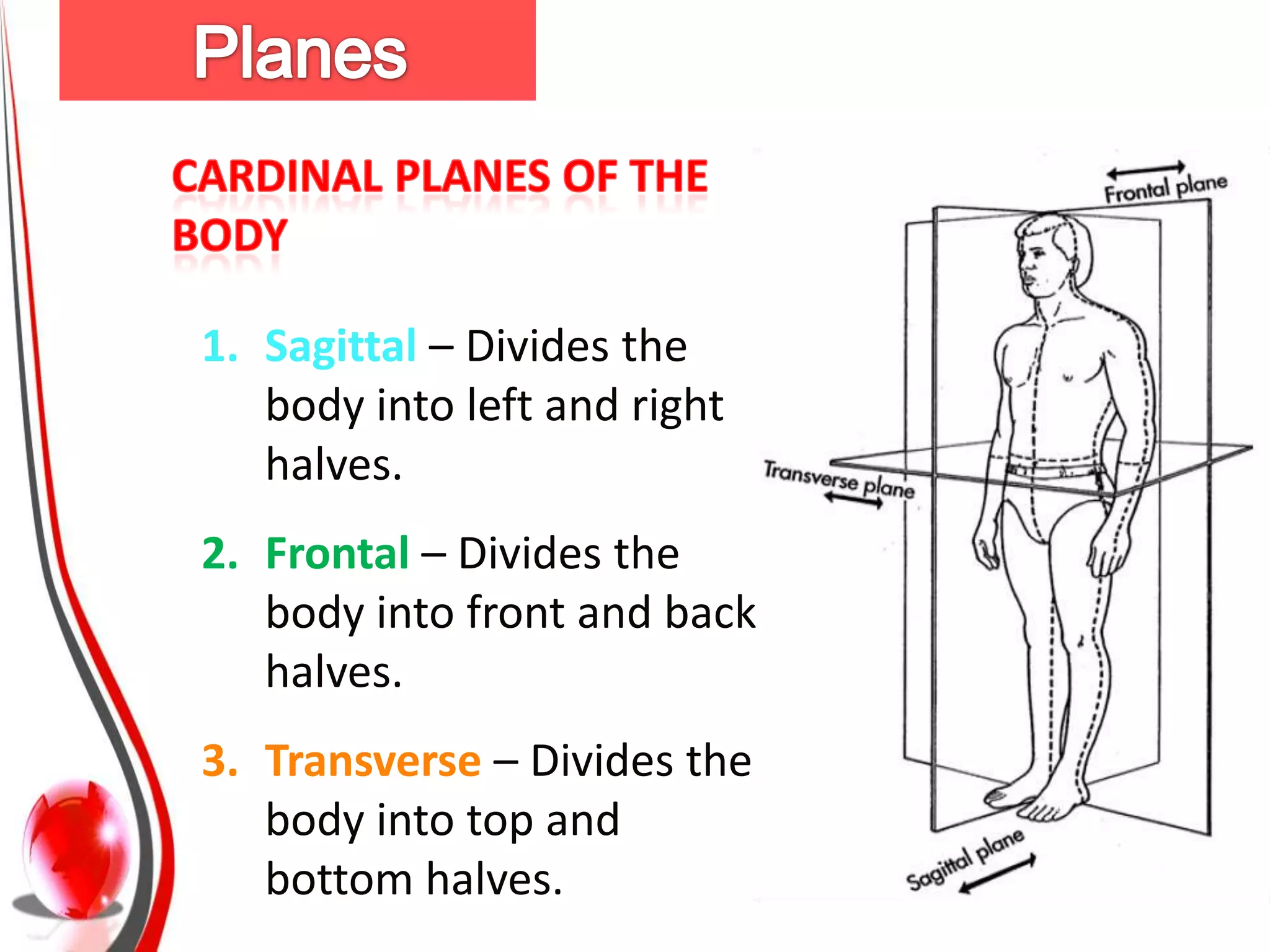 1. Sagittal – Divides the
   body into left and right
   halves.
2. Frontal – Divides the
   body into front and back
   halves.
3. Transverse – Divides the
   body into top and
   bottom halves.
 