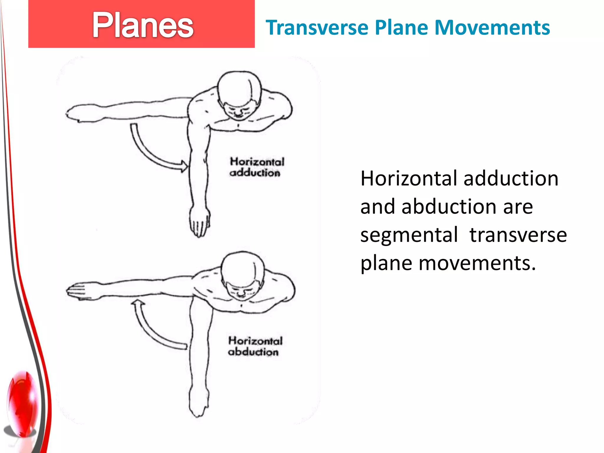 Transverse Plane Movements




        Horizontal adduction
        and abduction are
        segmental transverse
        plane movements.
 