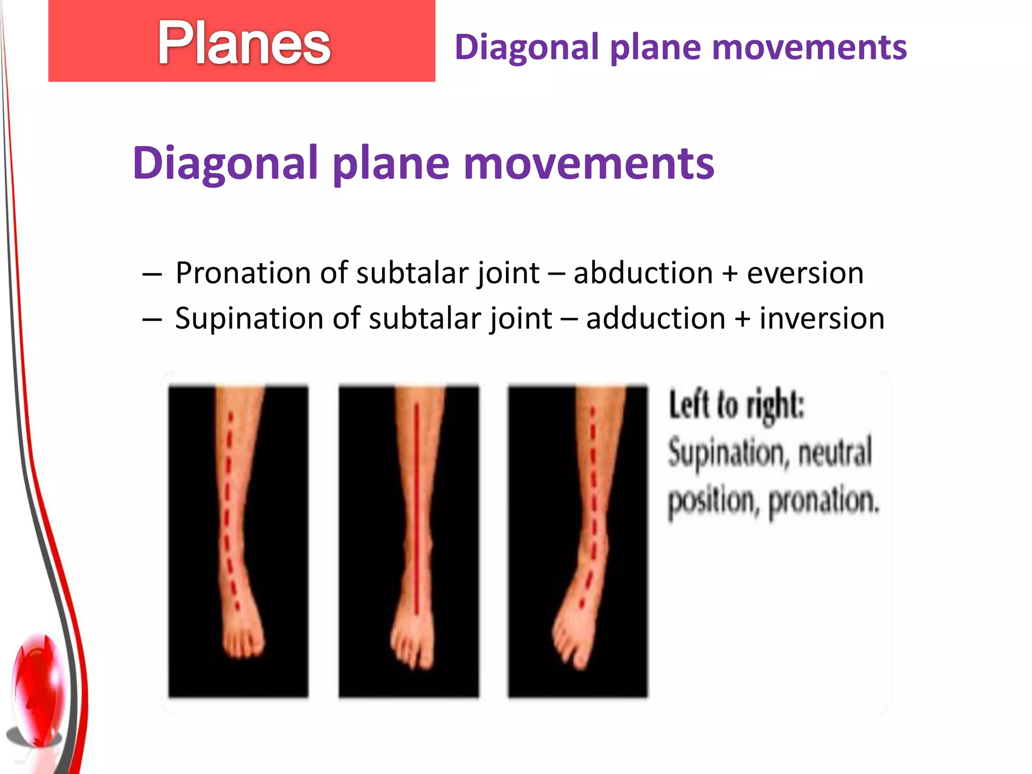 Diagonal plane movements

Diagonal plane movements

– Pronation of subtalar joint – abduction + eversion
– Supination of subtalar joint – adduction + inversion
 