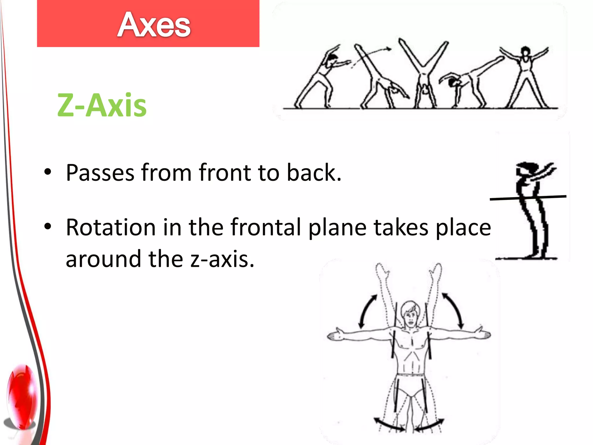 Z-Axis
• Passes from front to back.

• Rotation in the frontal plane takes place
  around the z-axis.
 