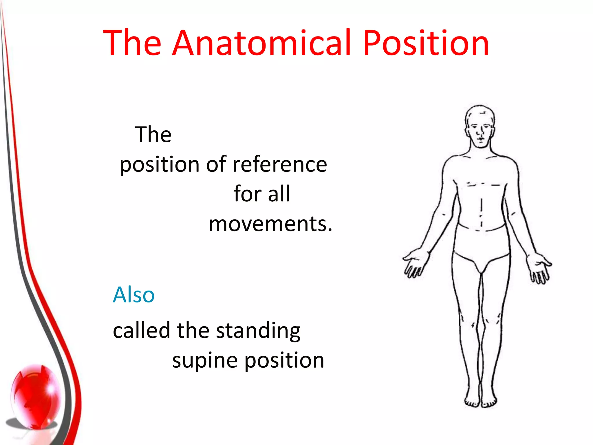 The Anatomical Position

 The
position of reference
            for all
         movements.

Also
called the standing
      supine position
 