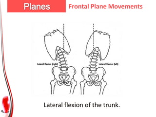 Frontal Plane Movements




Lateral flexion of the trunk.
 