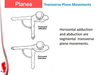 Transverse Plane Movements




        Horizontal adduction
        and abduction are
        segmental transverse
        plane movements.
 