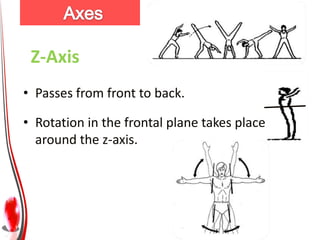 Z-Axis
• Passes from front to back.

• Rotation in the frontal plane takes place
  around the z-axis.
 
