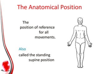 The Anatomical Position

 The
position of reference
            for all
         movements.

Also
called the standing
      supine position
 