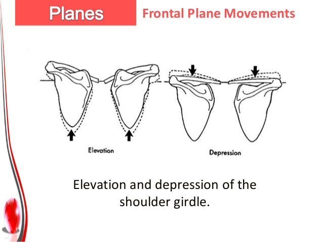 Anatomical Planes And Axis Of Movement