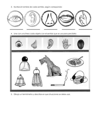 3. Escribe el nombre de cada sentido, según corresponda:
4. Une con una línea cada objeto con el sentido que se usa para percibirlo:
5. Dibuja un termómetro y describe en que situaciones se debe usar.
 