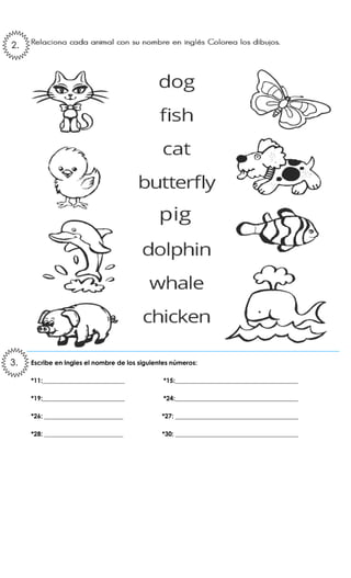3. Escribe en Ingles el nombre de los siguientes números:
*11:__________________________ *15:_______________________________________
*19:__________________________ *24:_______________________________________
*26: _________________________ *27: _______________________________________
*28: _________________________ *30: _______________________________________
2.
3.
 
