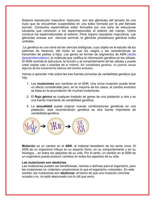 Sistema reproductor masculino: testículos son dos glándulas del tamaño de una
nuez que se encuentran suspendidas en una bolsa formada por la piel llamada
escroto. Conductos espermáticos están formados por una serie de estructuras
tubulares que conducen a los espermatozoides al exterior del cuerpo. Uretra
conduce los espermatozoides al exterior. Pene órgano copulados masculinos. Las
glándulas anexas son: vesícula seminal, la glándula prostaticaza glándula bulbo
uretrales.
La genética es una rama de las ciencias biológicas, cuyo objeto es el estudio de los
patrones de herencia, del modo en que los rasgos y las características se
transmiten de padres a hijos. Los genes se forman de segmentos de ADN (ácido
desoxirribonucleico), la molécula que codifica la información genética en las células.
El ADN controla la estructura, la función y el comportamiento de las células y puede
crear copias casi o exactas de sí mismo. Sin variabilidad genética, no podrían actuar
algunos de los mecanismos básicos del cambio evolutivo.
Vamos a aprender más sobre las tres fuentes primarias de variabilidad genética que
hay:
1. Las mutaciones son cambios en el ADN. Una única mutación puede tener
un efecto considerable pero, en la mayoría de los casos, el cambio evolutivo
se basa en la acumulación de muchas mutaciones.
2. El flujo génico es cualquier traslado de genes de una población a otra y es
una fuente importante de variabilidad genética.
3. La sexualidad puede originar nuevas combinaciones genéticas en una
población; esta recombinación genética es otra fuente importante de
variabilidad genética.
Mutación es un cambio en el ADN, el material hereditario de los seres vivos. El
ADN de un organismo influye en su aspecto físico, en su comportamiento y en su
fisiología... en todos los aspectos de su vida. Por lo tanto, un cambio en el ADN de
un organismo puede producir cambios en todos los aspectos de su vida.
Las mutaciones son aleatorias
Las mutaciones pueden ser beneficiosas, neutras o dañinas para el organismo, pero
las mutaciones no «intentan» proporcionar lo que el organismo «necesita». En este
sentido, las mutaciones son aleatorias: el hecho de que una mutación concreta
suceda o no, no está relacionado con lo útil que sería.
 