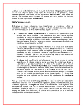 La célula es la unidad de la vida, es decir, es el elemento más pequeño que forma
un ser vivo. Algunos seres vivos, como las bacterias o los protozoos, están
formados por una sola célula; son los organismos unicelulares. Otros, como las
plantas y los animales, están formados por más de una célula, incluso por millones
de ellas; son los organismos pluricelulares.
ESTRUTURA CELULAR:
En la célula hay varias estructuras muy importantes: la membrana celular o
plasmática, el núcleo y el citoplasma. Imagina un huevo, la cáscara podría recordar
a la membrana celular, la clara al citoplasma y la yema al núcleo.
• La membrana celular o plasmática es la cubierta que rodea la célula y la
protege del medio exterior. Esta membrana solo deja entrar algunas
sustancias al interior de la célula, como el agua, el oxígeno, o los alimentos.
La membrana celular también controla cuáles pueden salir al exterior, como
los materiales de desecho y algunos productos elaborados por la célula. ¡La
membrana celular es como un filtro!
• El citoplasma ocupa la mayor parte del interior de la célula; es la parte de la
célula situada entre la membrana y el núcleo. El citoplasma es una sustancia
transparente y algo viscosa. Tiene un aspecto gelatinoso y está formado
sobre todo por agua y proteínas. Dentro del citoplasma hay otras estructuras,
llamadas orgánulos, que son los encargados de realizar las actividades
necesarias para el funcionamiento de la célula.
• El núcleo está en el interior del citoplasma y su forma es más o menos
redondeada. El núcleo funciona como una torre de control que dirige y
ordena todo lo que ocurre dentro de la célula; es “su cerebro”. En su interior
hay una sustancia, el material genético, que contiene toda la información
necesaria para que la célula funcione, como planos con instrucciones en los
que están escritas las características y la forma de actuar de cada célula.
Esta información dirige la actividad de la célula y asegura la reproducción y el
paso de sus propias características a sus descendientes. El núcleo está
rodeado por una cubierta que lo separa del citoplasma, la membrana
nuclear.
Para que en el interior de la célula se puedan llevar a cabo todos los procesos de la
vida existen toda una serie de estructuras especiales, como pequeños órganos, que
se llaman orgánulos. Los orgánulos están en el citoplasma. Cada orgánulo está
encargado de realizar una función distinta como producir, transportar o eliminar
sustancias, o generar energía. Las mitocondrias, las vacuolas, los lisosomas, el
aparato de Golgi, los ribosomas, el retículo endoplasmático liso y el retículo
endoplasmático rugoso son orgánulos.
 