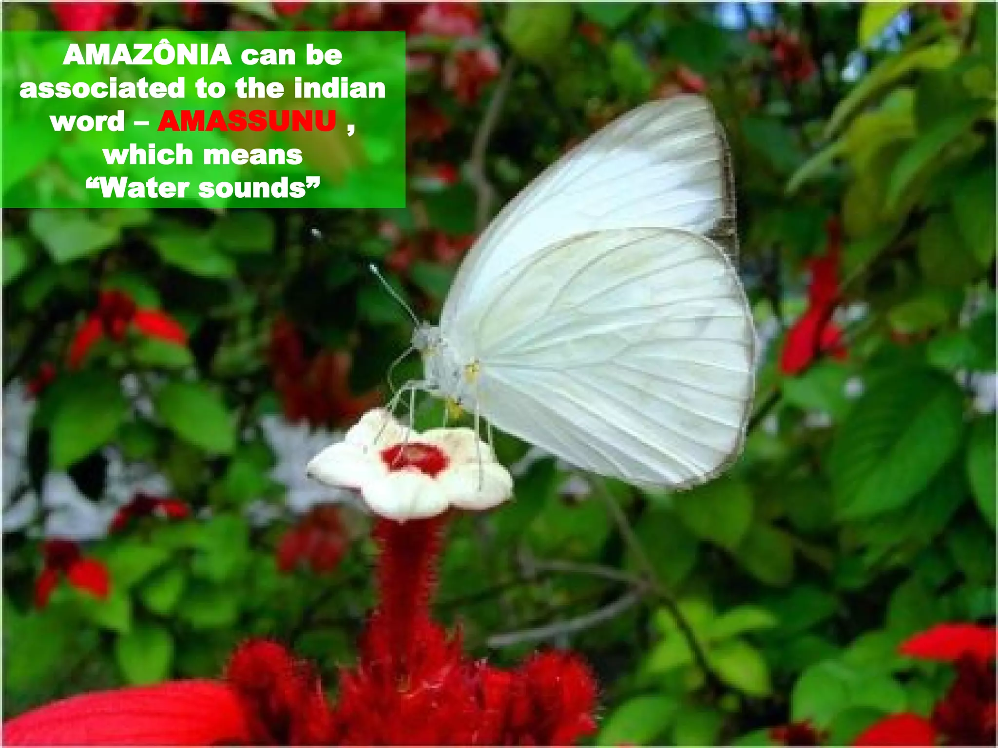 AMAZÔNIA   can be associated to the indian word –  AMASSUNU  , which means “ Water sounds” 