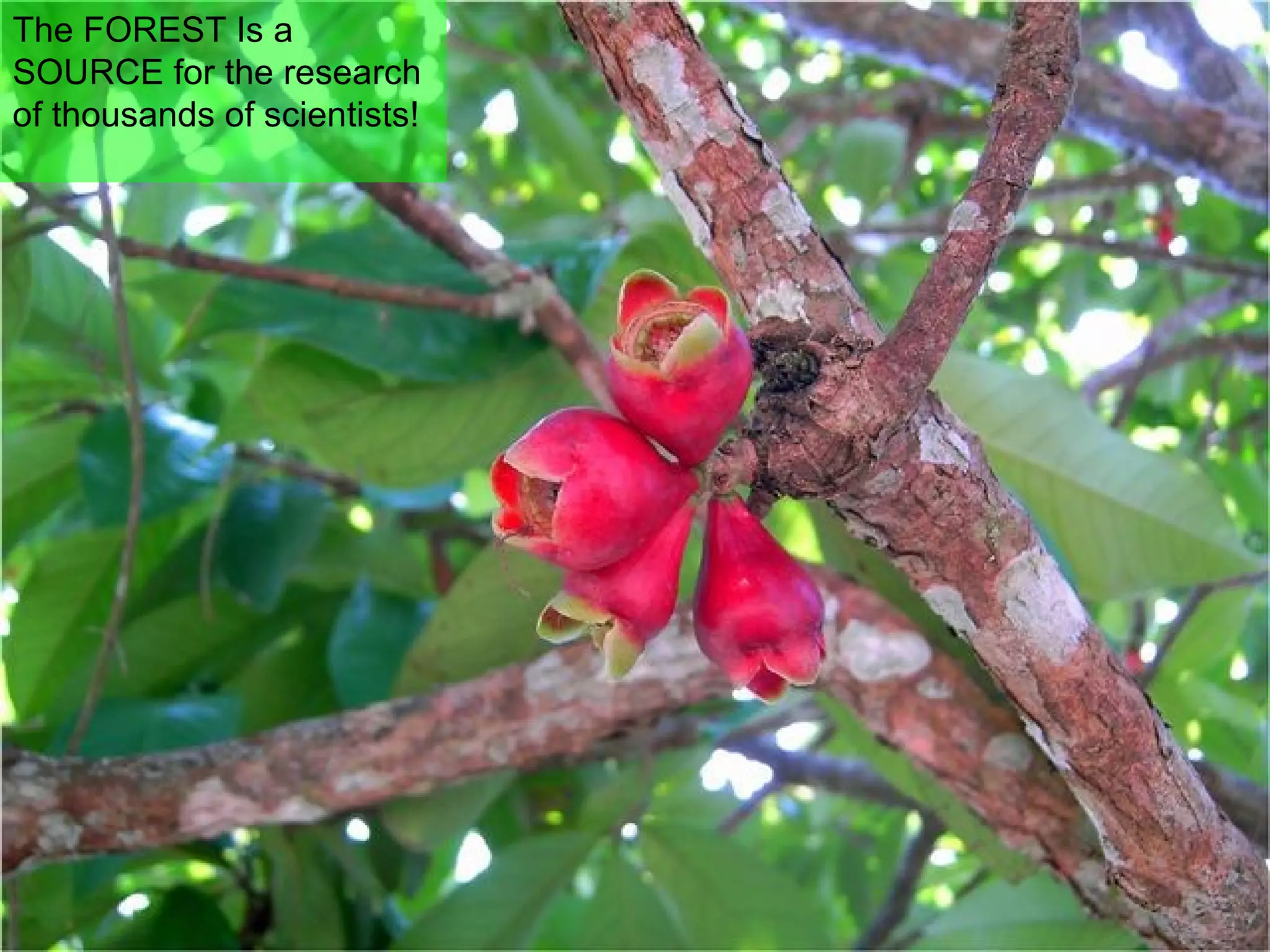 The FOREST Is a SOURCE for the research of thousands of scientists!  