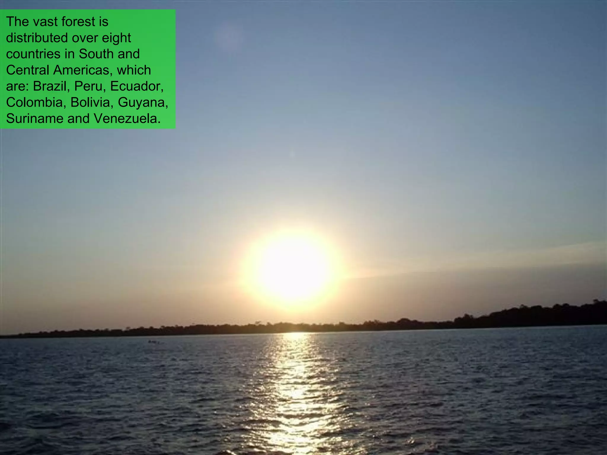 The vast forest is distributed over eight countries in South and Central Americas, which are: Brazil, Peru, Ecuador, Colombia, Bolivia, Guyana, Suriname and Venezuela. 