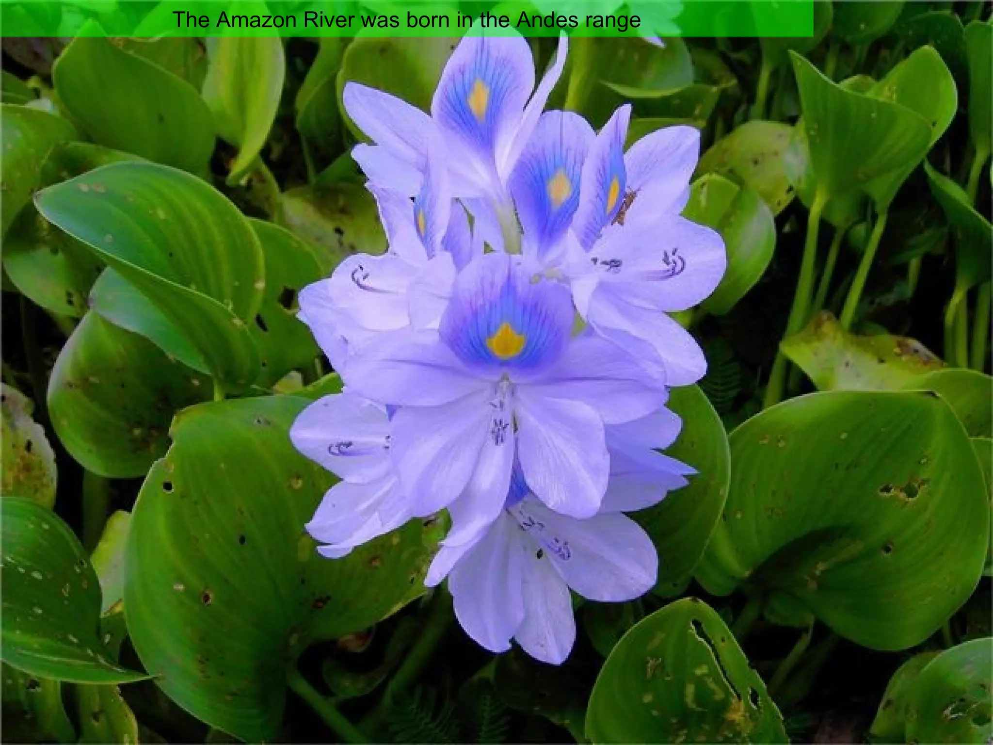 The Amazon River was born in the Andes range 