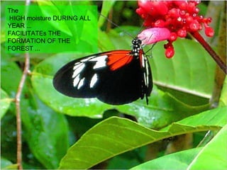 The  HIGH moisture DURING ALL YEAR ...  FACILITATEs THE FORMATION OF THE FOREST ... 