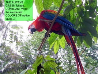 THE ALWAYS GREEN foliage..  CONTRAST WITH the exuberant  COLORS OF native fauna ... 
