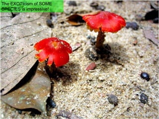 The EXOTIcism of SOME  SPECIES is impressive! 