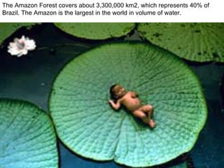 The Amazon Forest covers about 3,300,000 km2, which represents 40% of Brazil. The Amazon is the largest in the world in volume of water. 