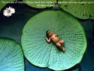 The leaves of Victory Régia reach two meters in diameter and can support up to 40 kilos of weight. 
