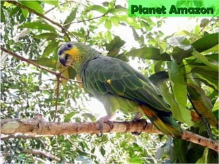 Planet Amazon 