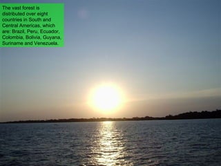 The vast forest is distributed over eight countries in South and Central Americas, which are: Brazil, Peru, Ecuador, Colombia, Bolivia, Guyana, Suriname and Venezuela. 