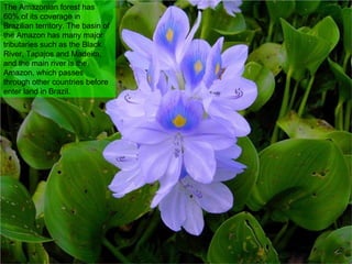 The Amazonian forest has 60% of its coverage in Brazilian territory. The basin of the Amazon has many major tributaries such as the Black River, Tapajos and Madeira, and the main river is the Amazon, which passes through other countries before enter land in Brazil. 