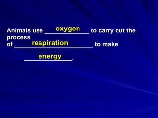 Animals use _____________ to carry out the process  of _______________________ to make ______________. oxygen respiration energy 
