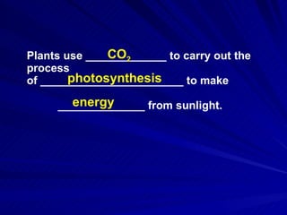 Plants use _____________ to carry out the process  of _______________________ to make ______________ from sunlight. CO 2 photosynthesis energy 
