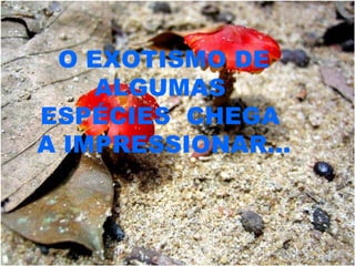 O EXOTISMO DE ALGUMAS  ESPÉCIES  CHEGA  A IMPRESSIONAR... 