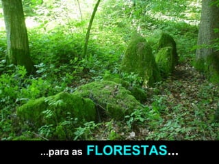 ...para as   FLORESTAS ... 