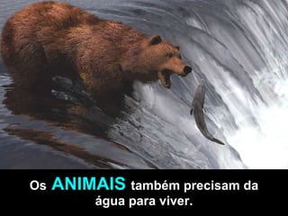 Os   ANIMAIS   também precisam da   água para viver. 