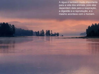 A água é também muito importante
para a vida dos animais, pois eles
dependem dela para a respiração,
a digestão e a reprodução, e o
mesmo acontece com o homem.
 