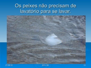 Os peixes não precisam de lavatório para se lavar. 27-08-10 EFA  B3 