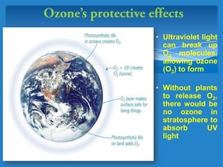 • Ultraviolet light
can break up
O2 molecules,
allowing ozone
(O3) to form
• Without plants
to release O2,
there would be
no ozone in
stratosphere to
absorb UV
light
 