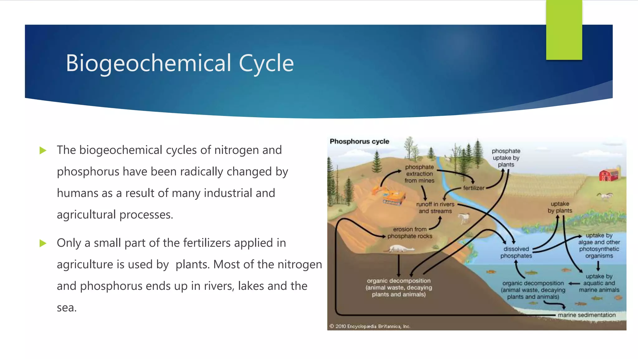 Biogeochemical Cycle
 The biogeochemical cycles of nitrogen and
phosphorus have been radically changed by
humans as a result of many industrial and
agricultural processes.
 Only a small part of the fertilizers applied in
agriculture is used by plants. Most of the nitrogen
and phosphorus ends up in rivers, lakes and the
sea.
 