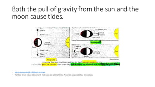 Both the pull of gravity from the sun and the
moon cause tides.
• web.ics.purdue.edu586 × 264Search by image
• The Moon in turn induces tides on Earth - both ocean and solid Earth tides. These tides vary on a 12-hour interval basis.
 