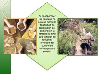 Al desaparecer los bosques no sólo se pierde la capacidad de renovación del oxígeno en la atmósfera, sino que también se reduce la fertilidad del suelo y se incrementa su erosión 