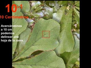 Acercándonos a 10 cm podemos delinear una hoja de la rama. 10 -1 10 Centímetros 