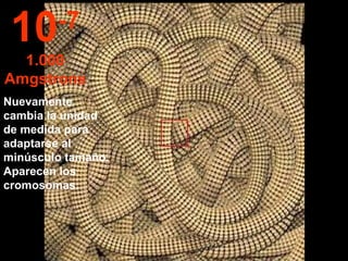 Nuevamente cambia la unidad de medida para adaptarse al minúsculo tamaño.  Aparecen los cromosomas. 10 -7 1.000 Amgstrons 