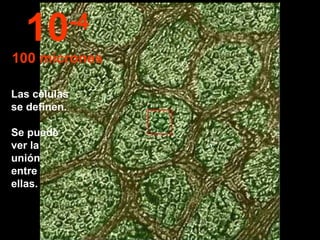 Las células se definen.  Se puede ver la   unión   entre  ellas. 10 -4 100 micrones 