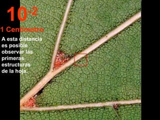 A esta distancia es posible observar las primeras estructuras  de la hoja. 10 -2 1 Centímetro 