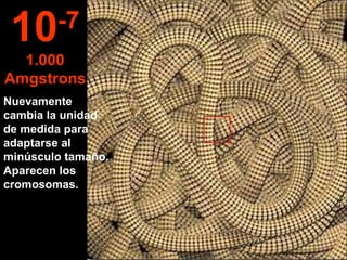 Nuevamente cambia la unidad de medida para adaptarse al minúsculo tamaño.  Aparecen los cromosomas. 10 -7 1.000 Amgstrons 