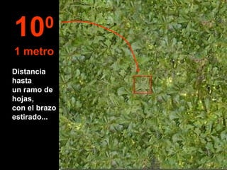 Distancia hasta  un ramo de hojas,  con el brazo estirado... 10 0 1 metro 