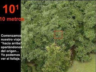 Comenzamos nuestro viaje “hacia arriba” apartándonos del origen...  Ya podemos ver el follaje. 10 1   10 metros 