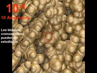 Los bloques cromosómicos pueden ser estudiados. 10 -9 10 Amgstrons 